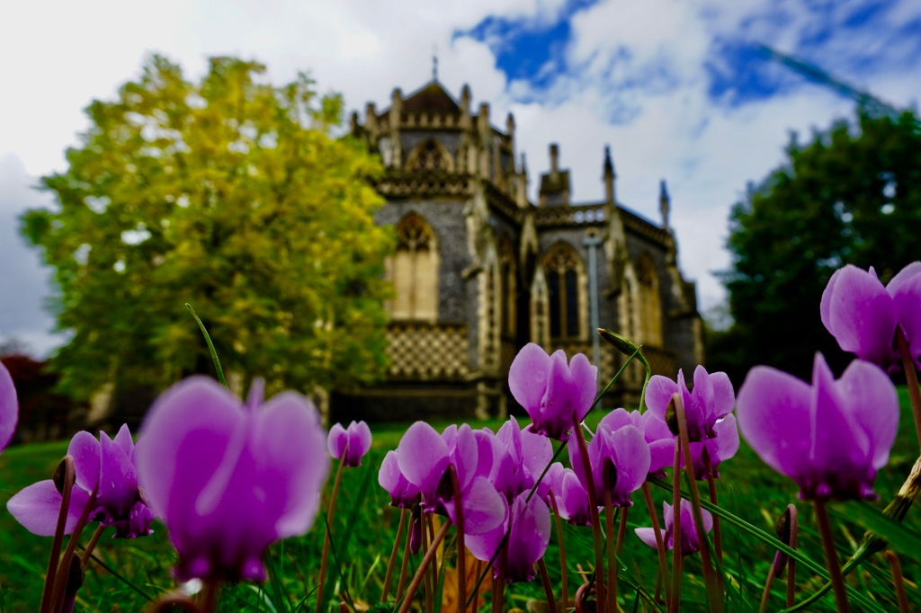 A low level picture of a church in Wimbledon England with purple flowers in the foreground 